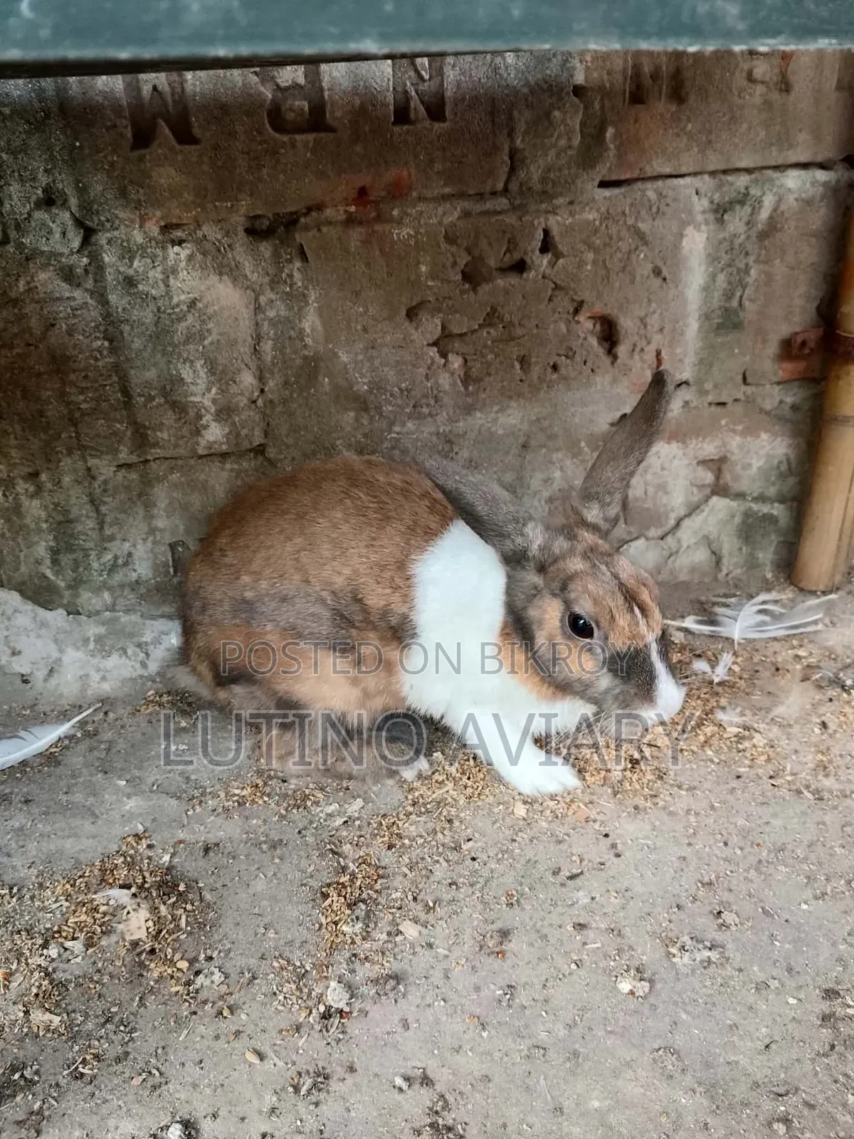 Female Rabbit