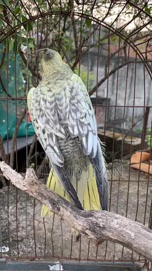 Male Cocktail