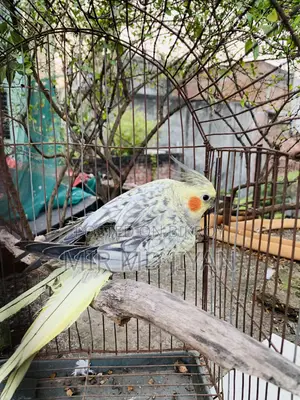 Male Cocktail