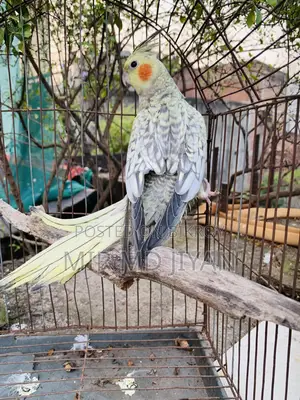 Male Cocktail