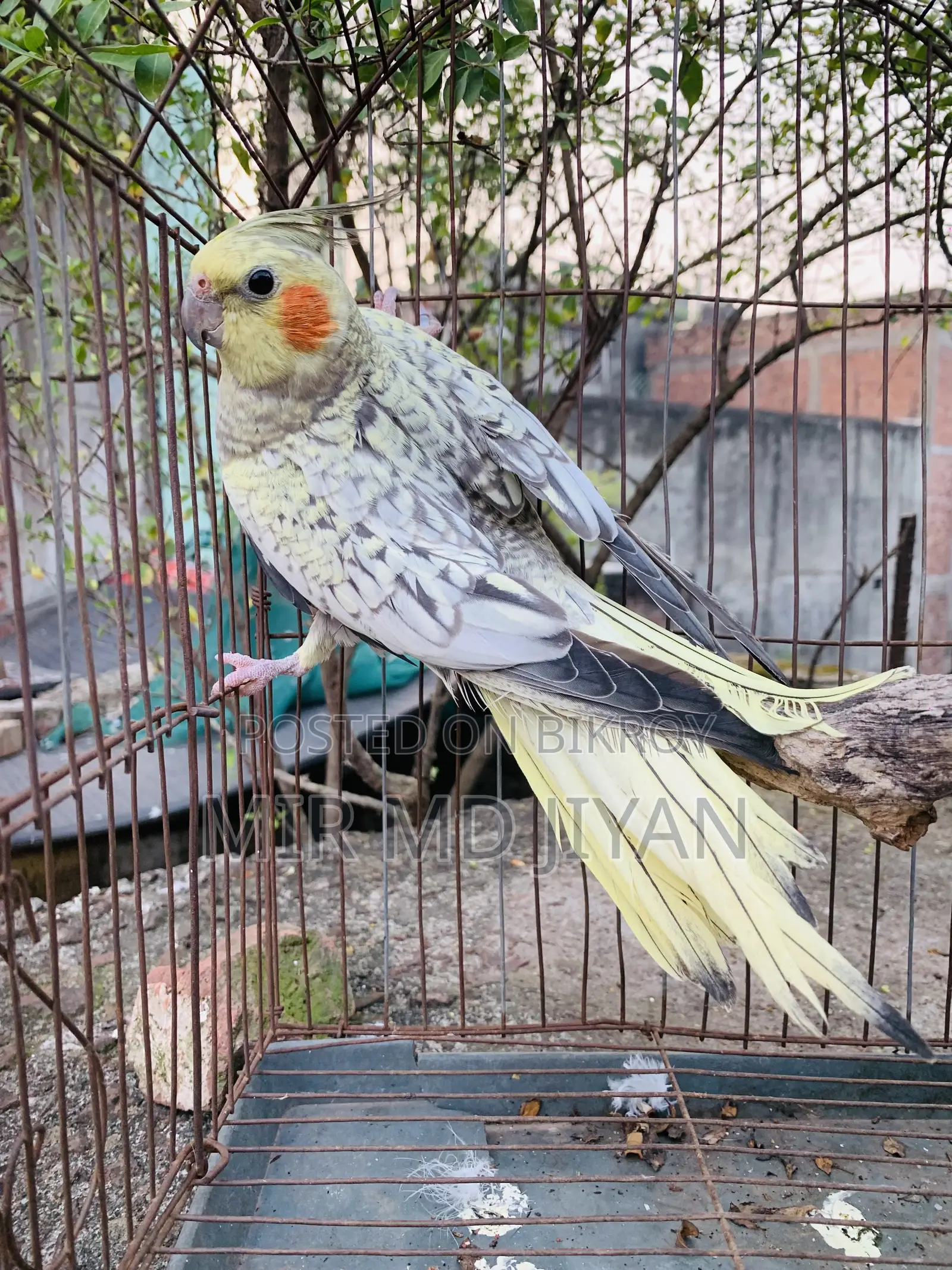Male Cocktail