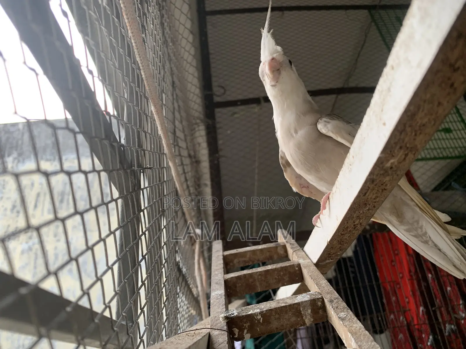 ককটেল পাখি