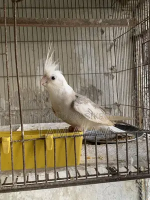 ককটেল পাখি