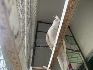 ককটেল পাখি