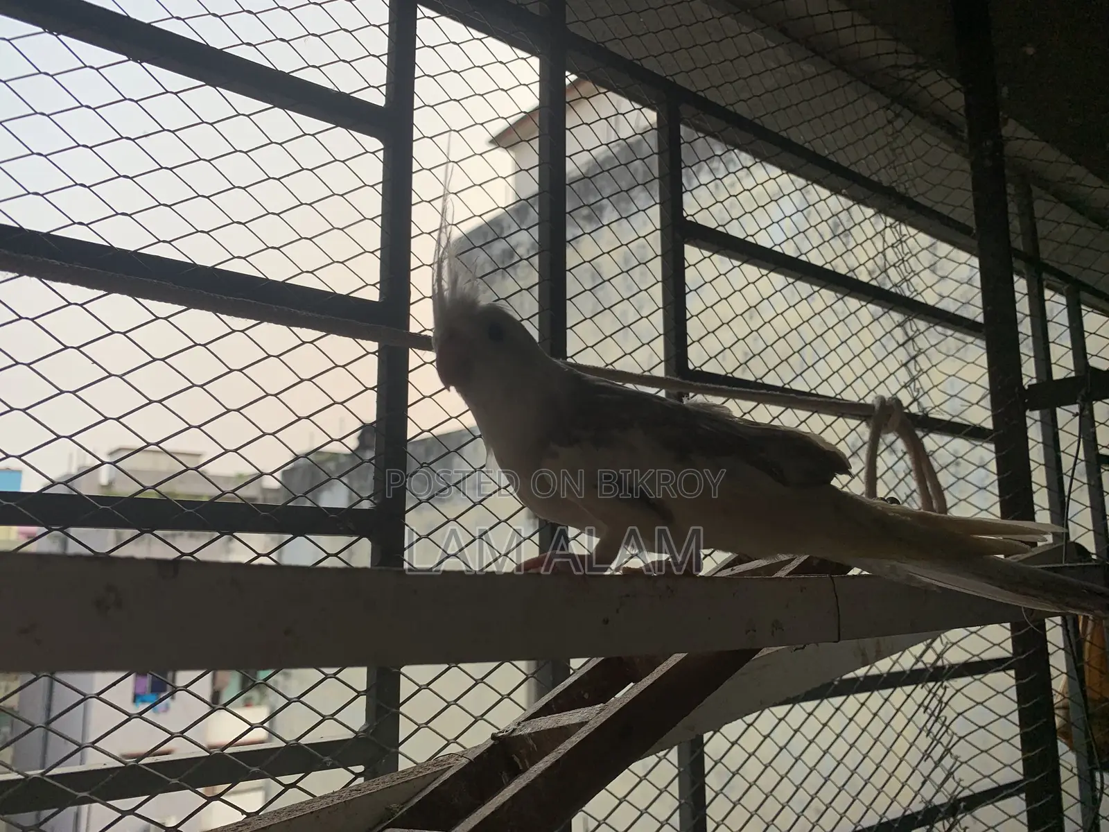 ককটেল পাখি