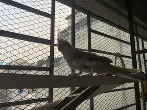 ককটেল পাখি