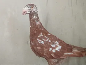 Exhibition Female