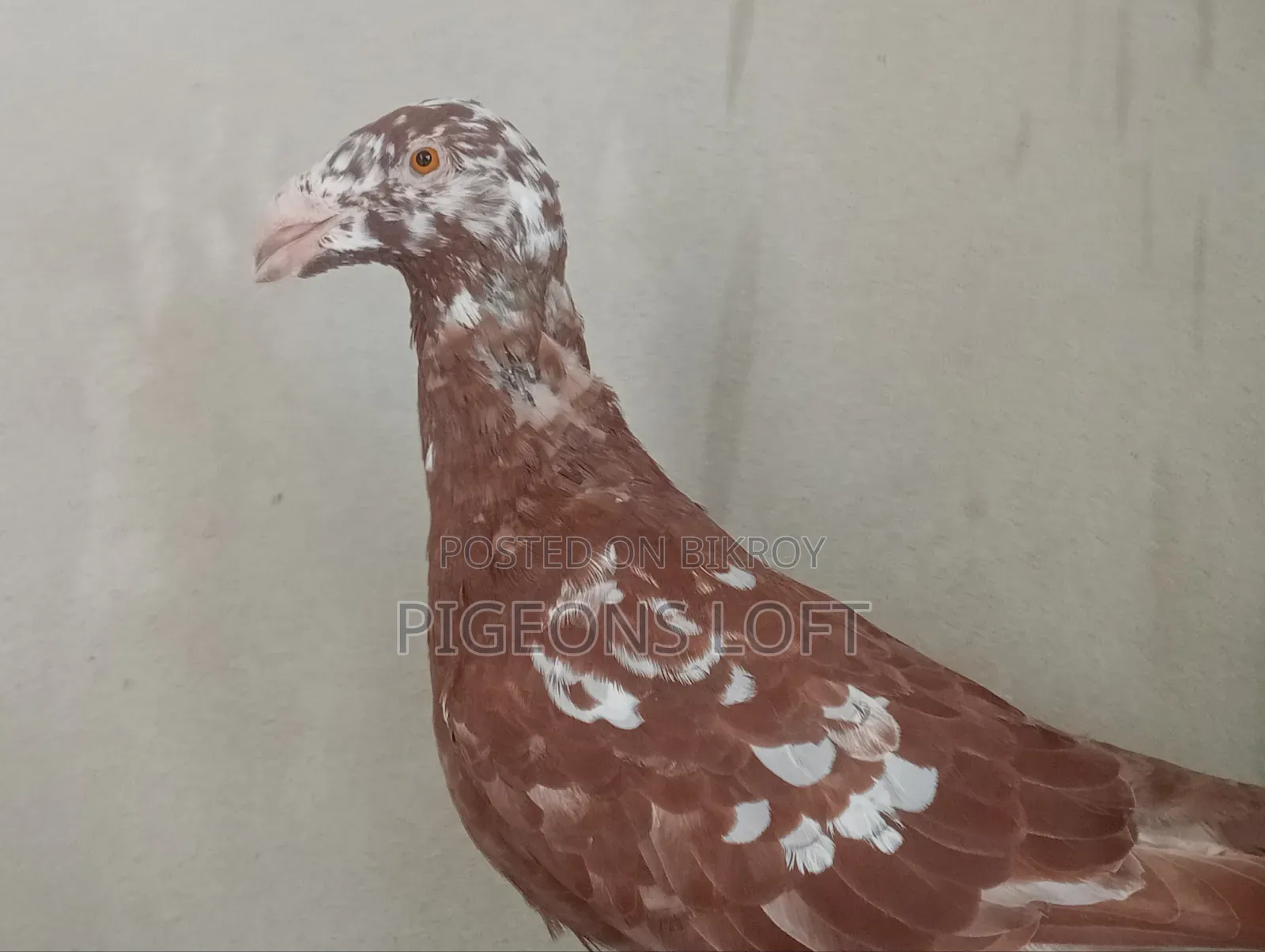 Exhibition Female