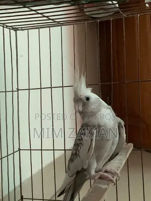 বড় খাঁচাসহ ককাটিয়েল পাখি