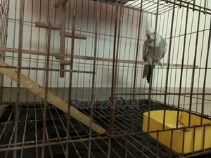 বড় খাঁচাসহ ককাটিয়েল পাখি