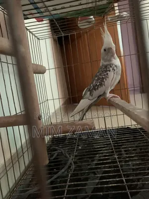 বড় খাঁচাসহ ককাটিয়েল পাখি