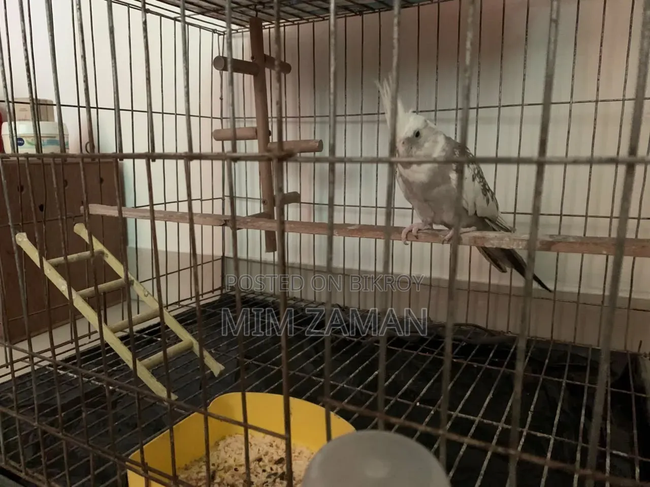 বড় খাঁচাসহ ককাটিয়েল পাখি