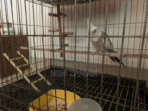 বড় খাঁচাসহ ককাটিয়েল পাখি