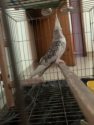 বড় খাঁচাসহ ককাটিয়েল পাখি
