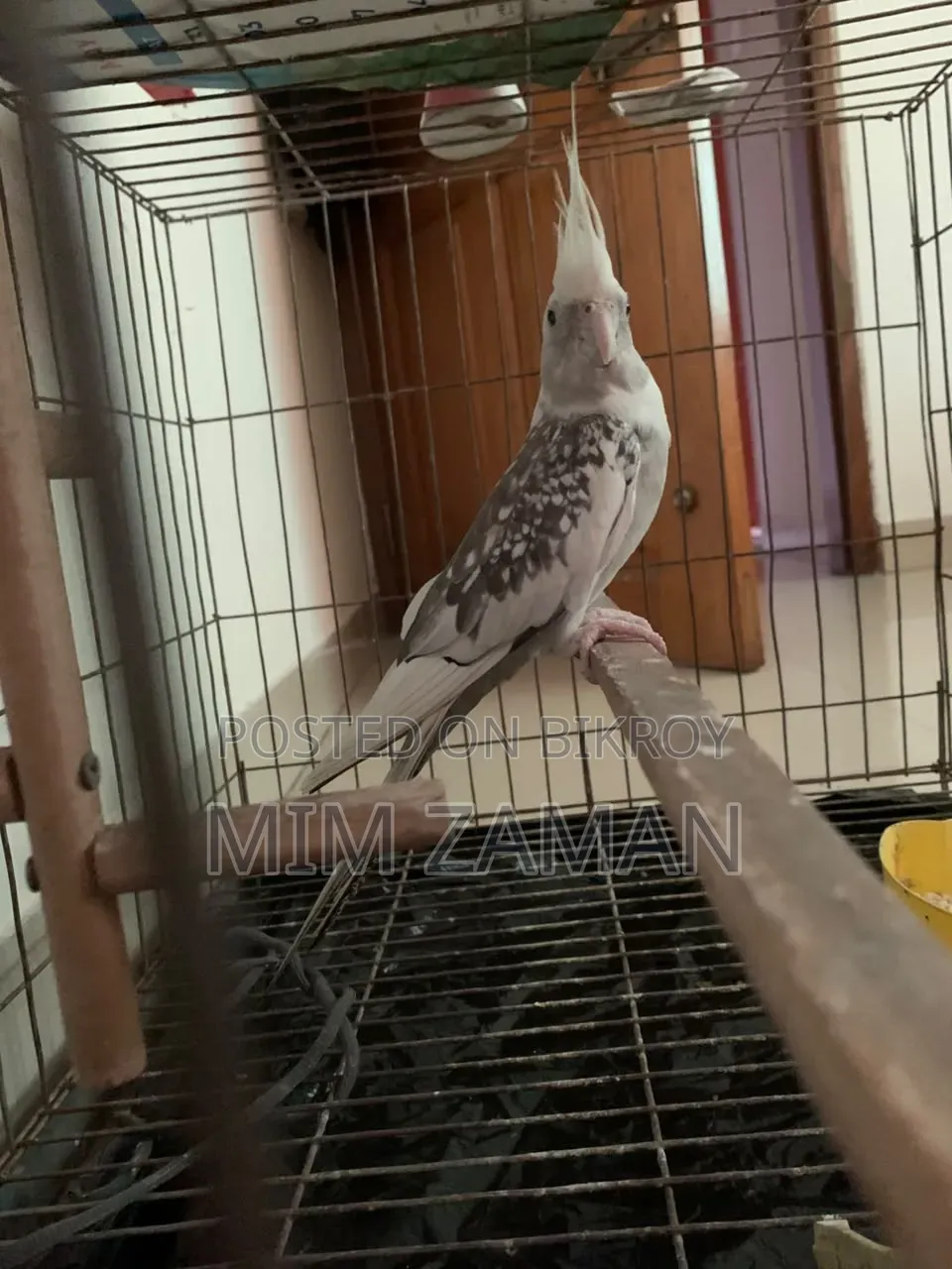 বড় খাঁচাসহ ককাটিয়েল পাখি