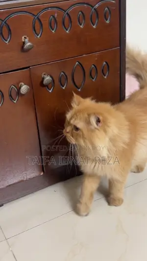 1+ year Female Purebred Persian