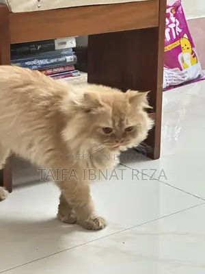 1+ year Female Purebred Persian