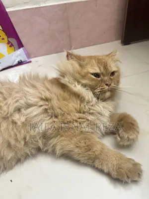 1+ year Female Purebred Persian
