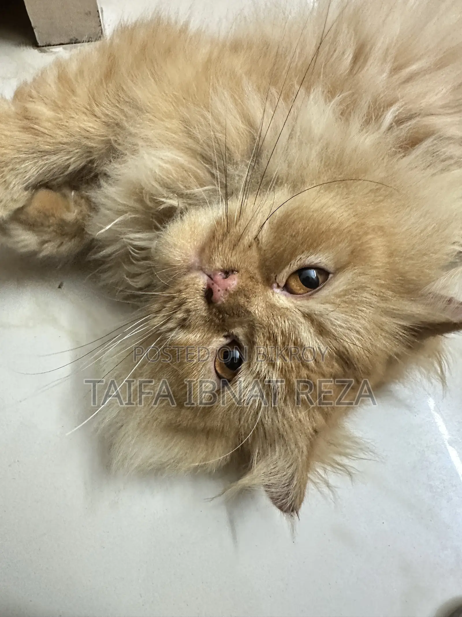 1+ year Female Purebred Persian