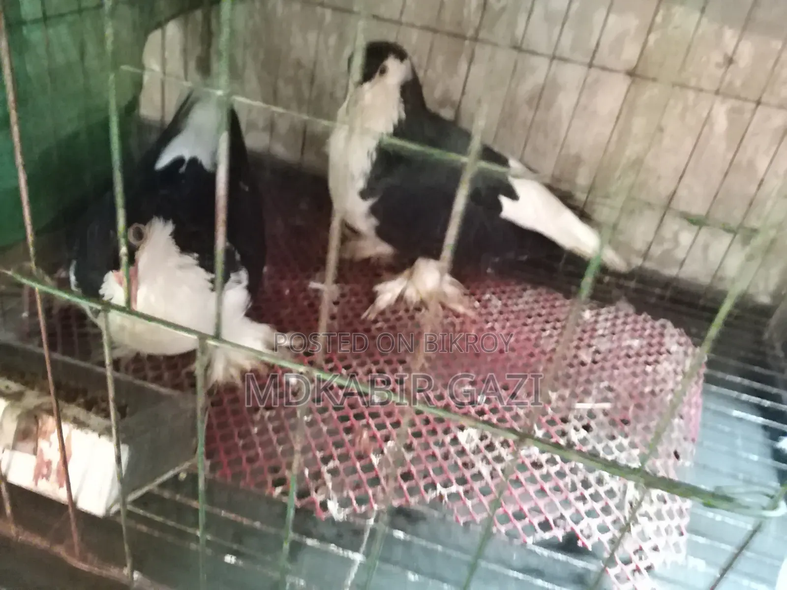 Siraji Pigeons Running Pair
