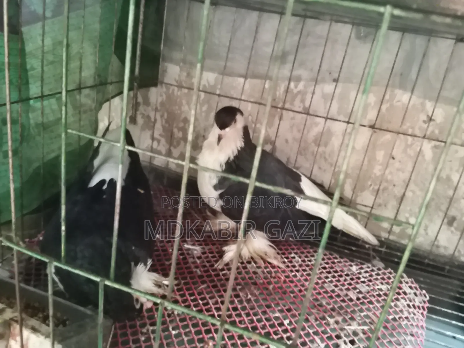 Siraji Pigeons Running Pair