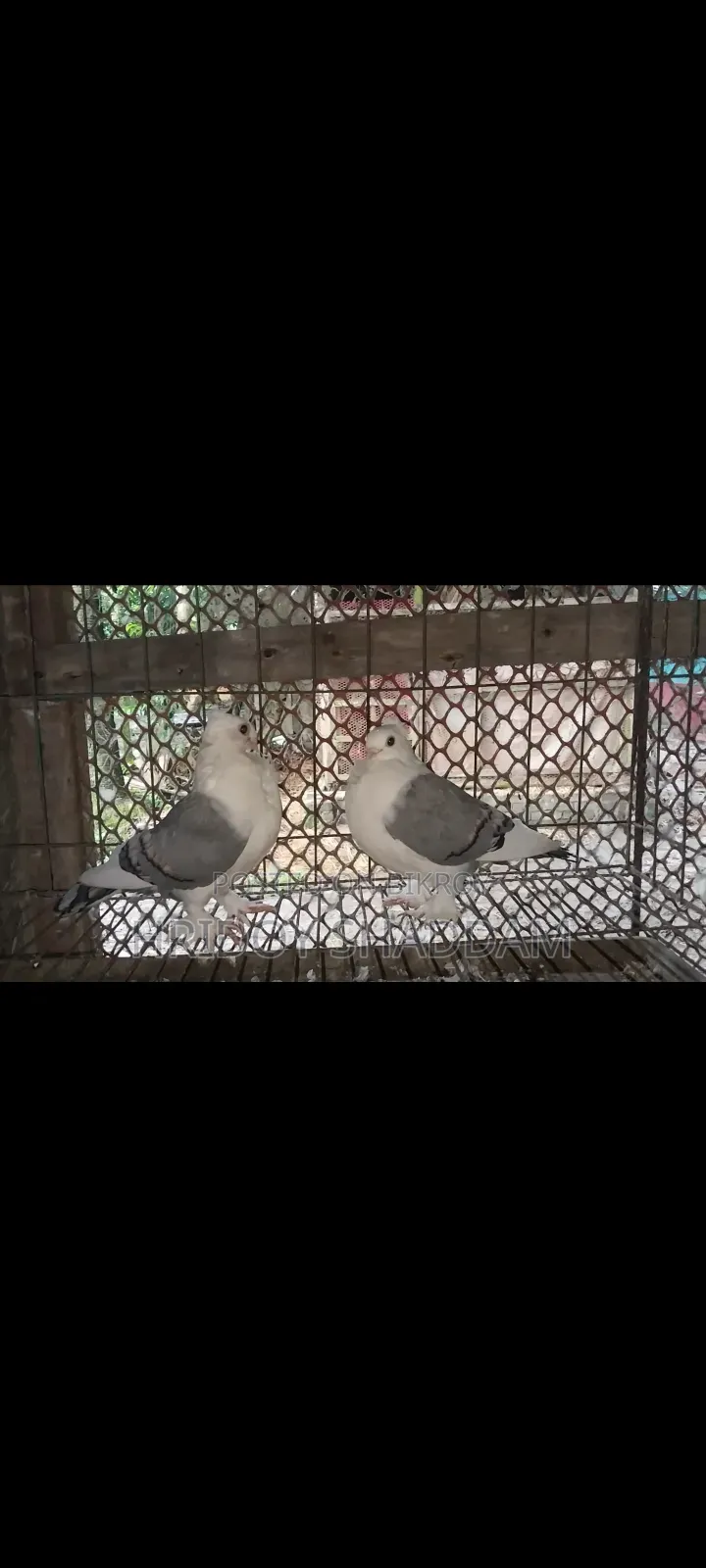 Blue Lacing Female Pigeon