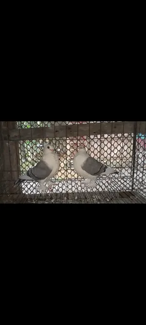 Blue Lacing Female Pigeon