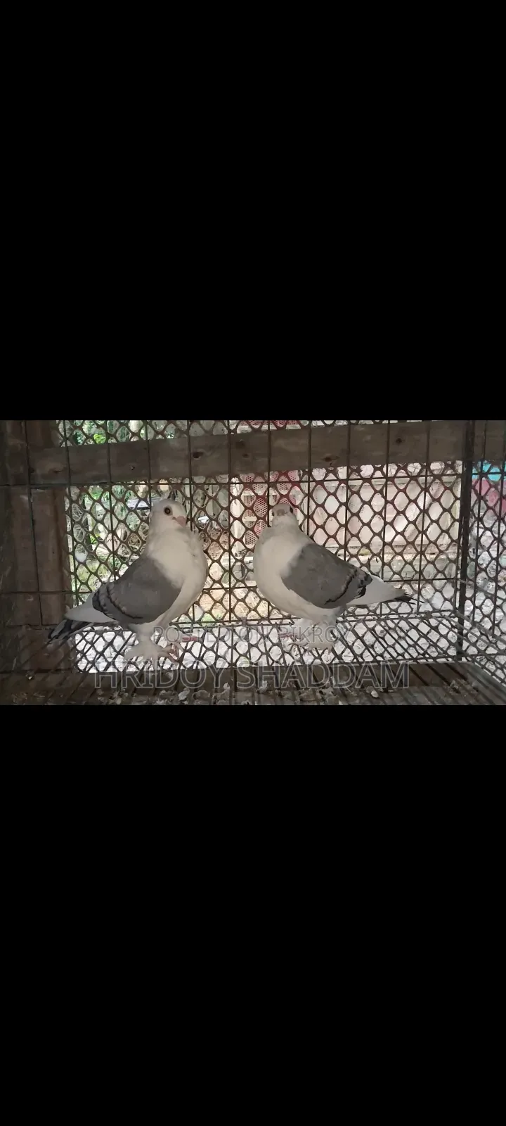 Blue Lacing Female Pigeon