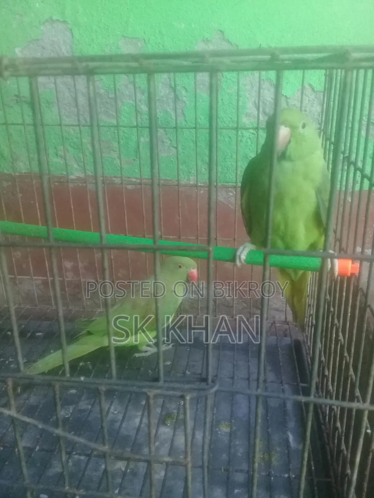 রিংনেটের বাচ্চা