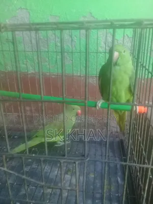 রিংনেটের বাচ্চা