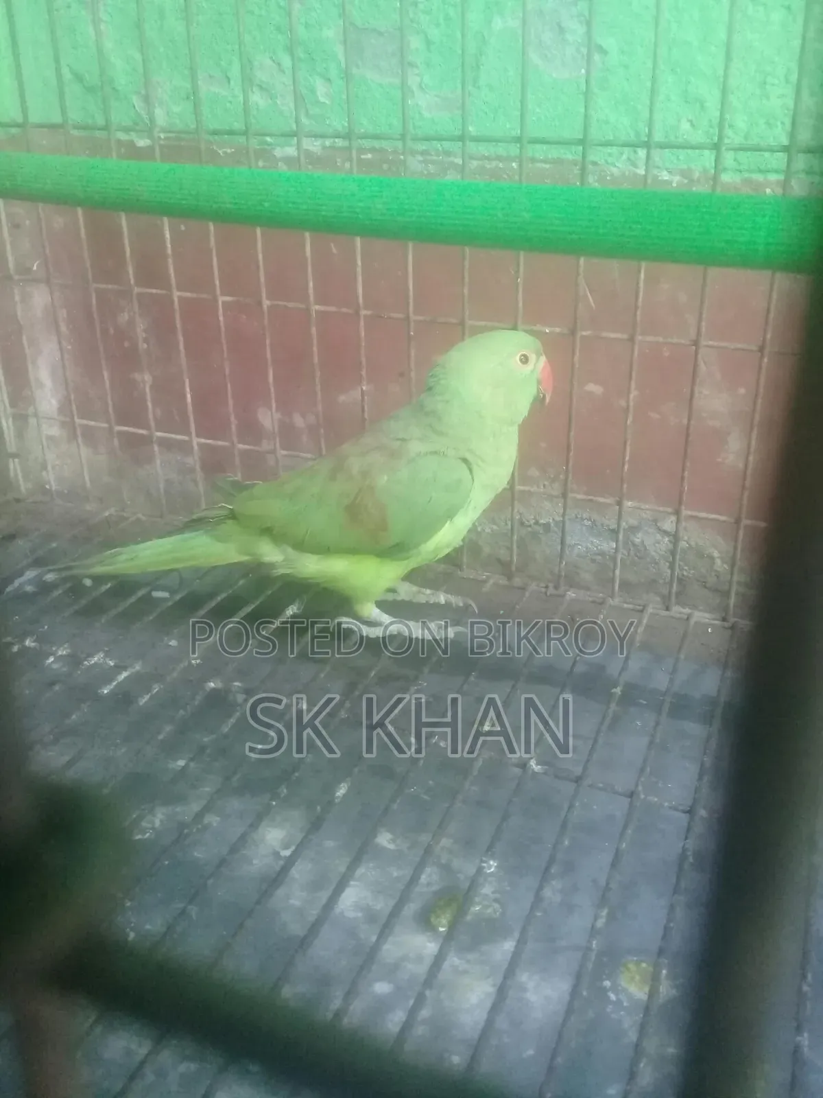 রিংনেটের বাচ্চা