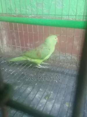 রিংনেটের বাচ্চা