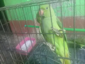 রিংনেটের বাচ্চা