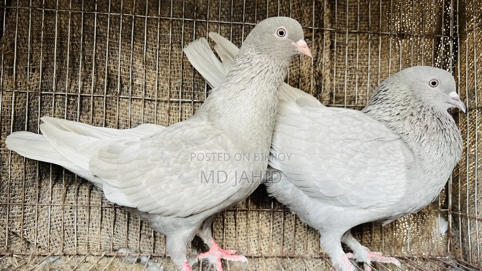 Fancy Pigeon