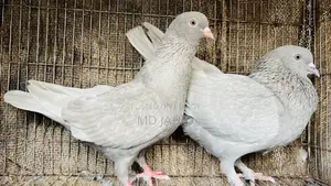 Fancy Pigeon