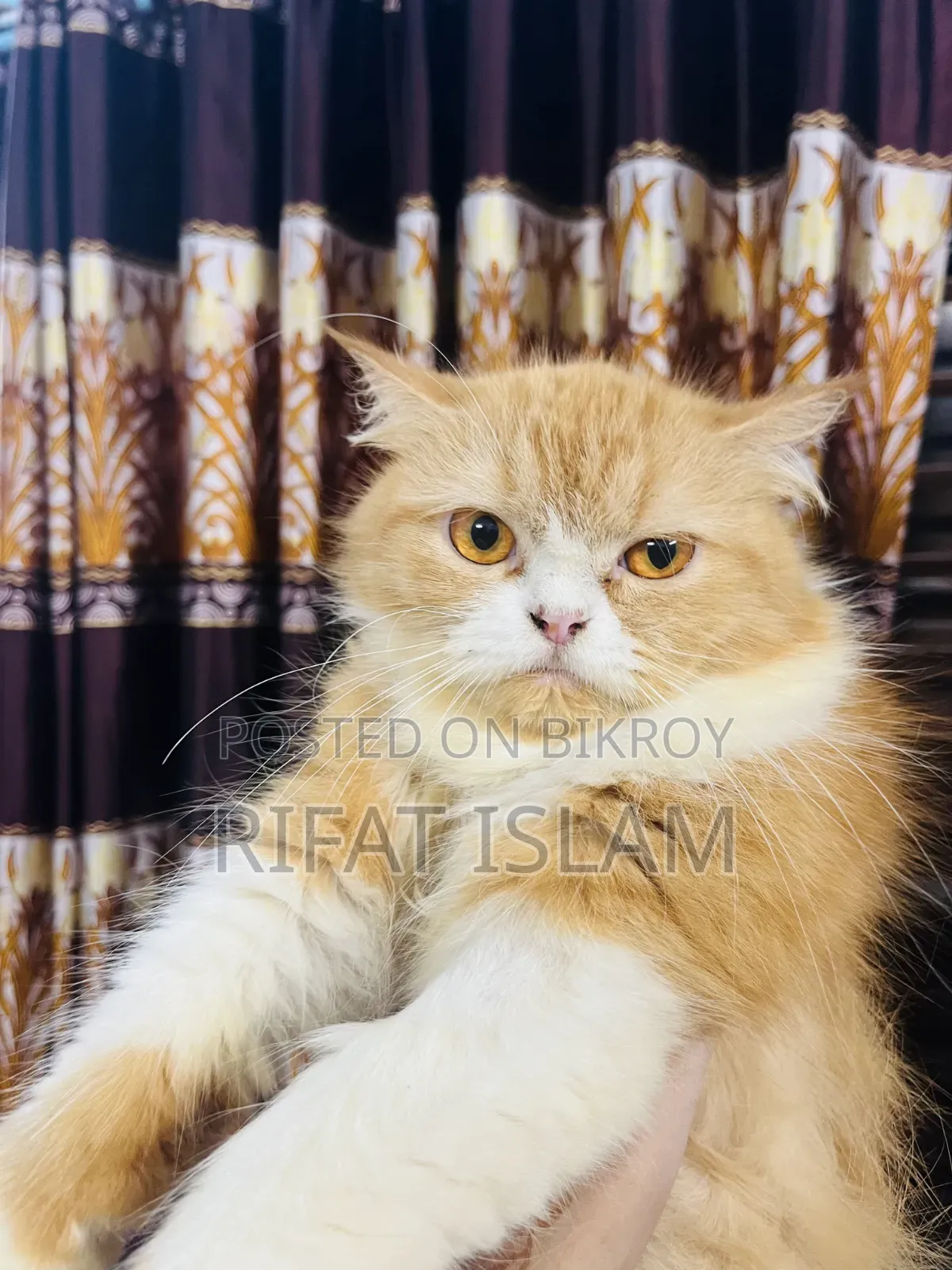 1+ year Female Purebred Persian