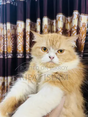 1+ year Female Purebred Persian