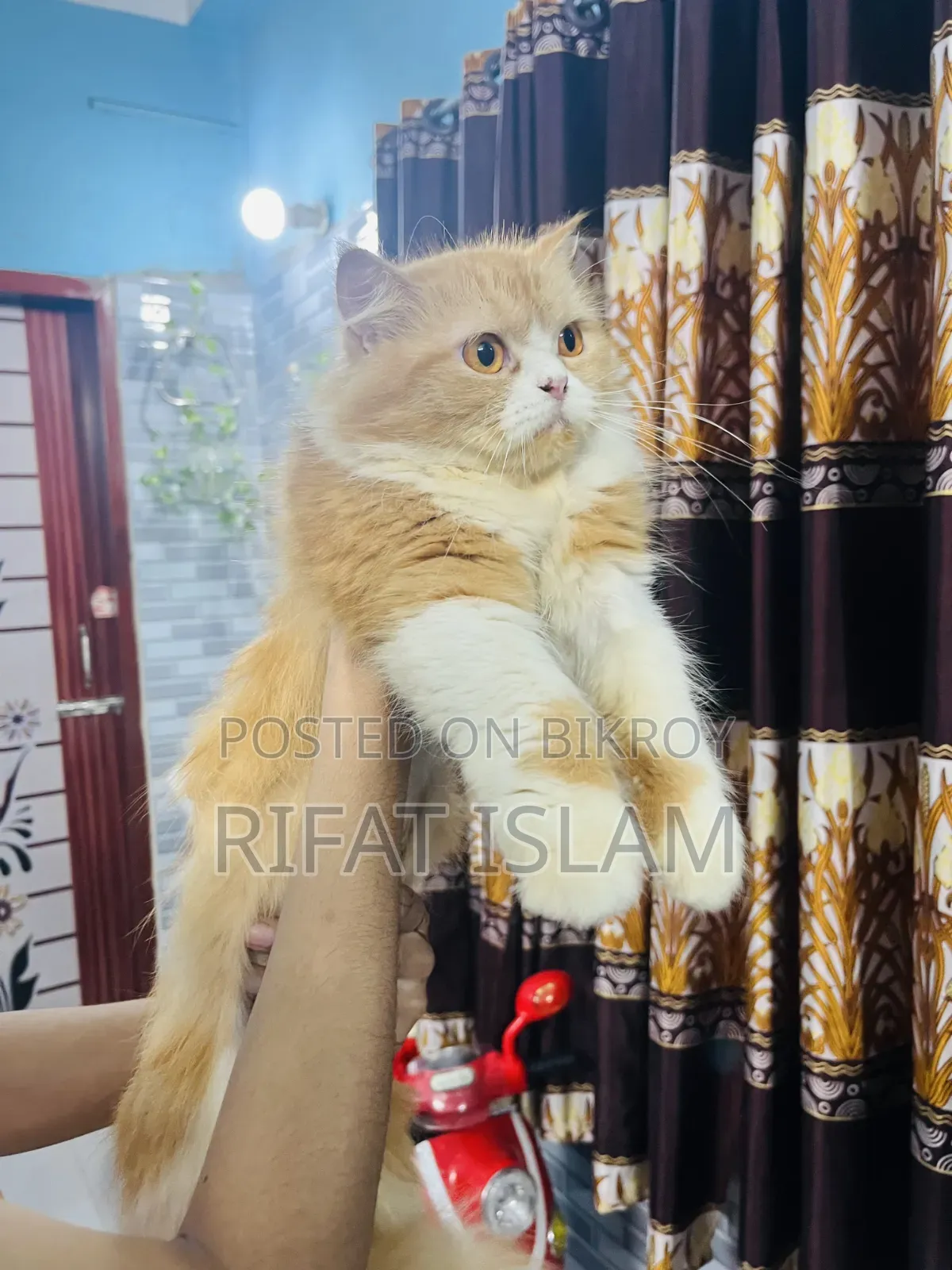 1+ year Female Purebred Persian