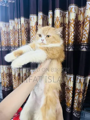 1+ year Female Purebred Persian
