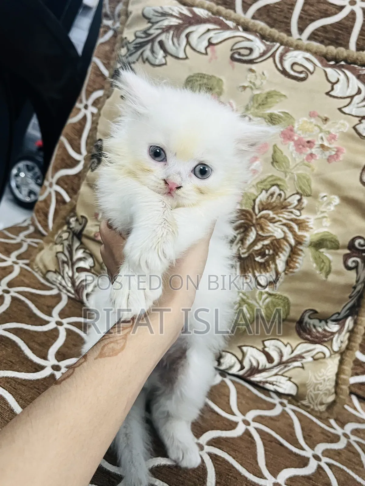1+ year Female Purebred Persian