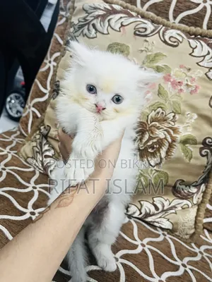 1+ year Female Purebred Persian