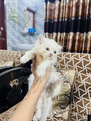 1+ year Female Purebred Persian