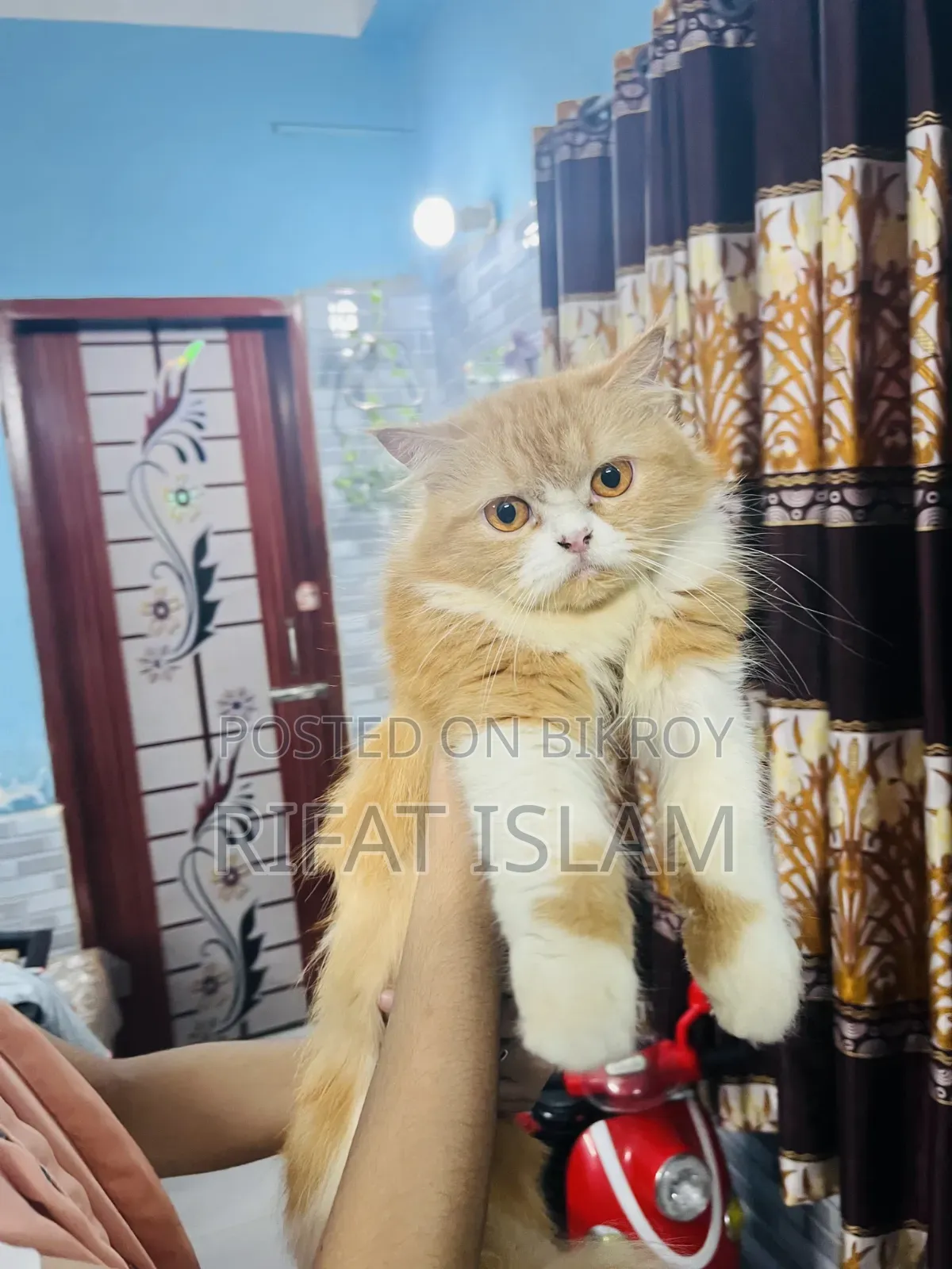 1+ year Female Purebred Persian