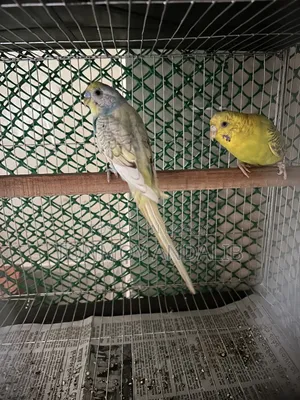 Budgerigar Adult Pair