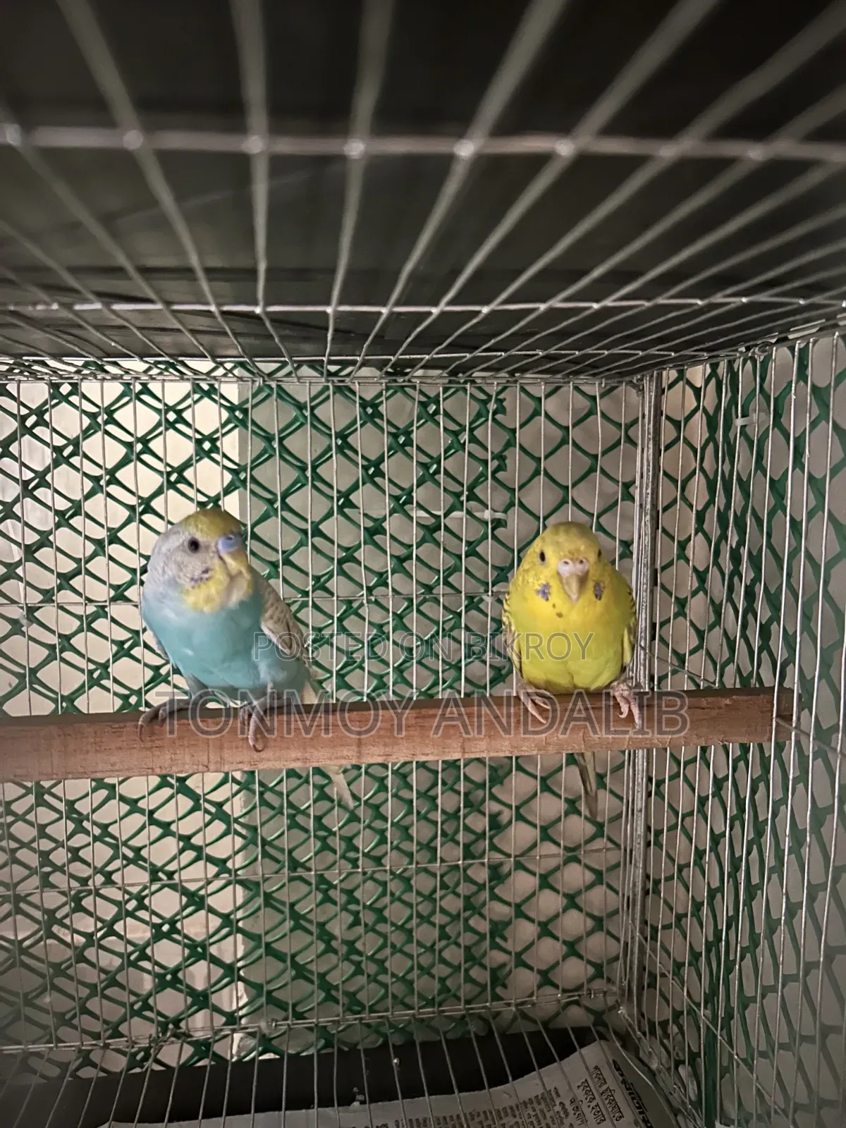 Budgerigar Adult Pair