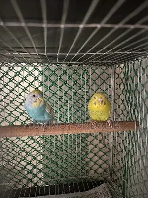 Budgerigar Adult Pair