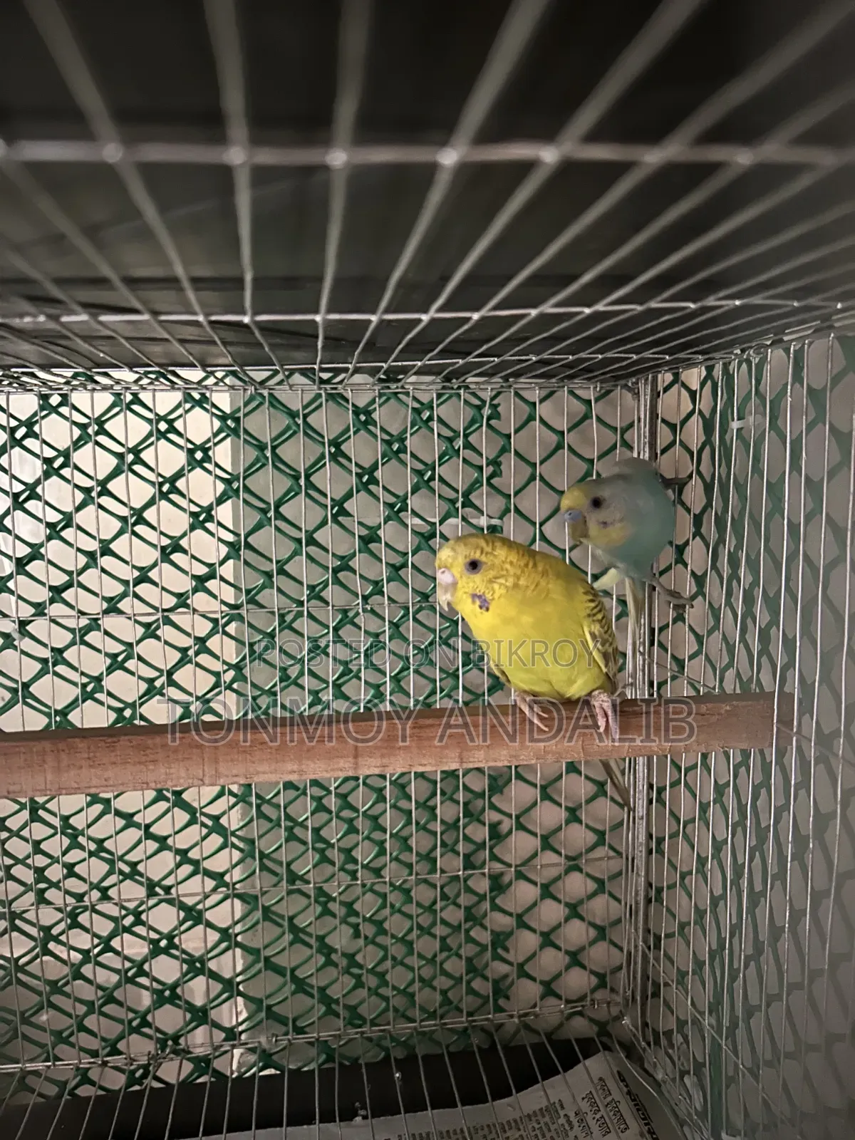 Budgerigar Adult Pair
