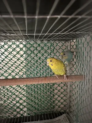 Budgerigar Adult Pair