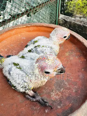 সান কনূর বেবি
