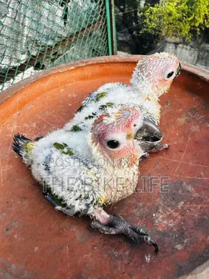 সান কনূর বেবি